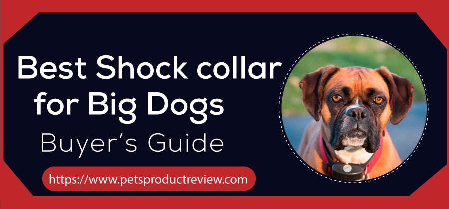 Best Shock Collar for Big Dogs