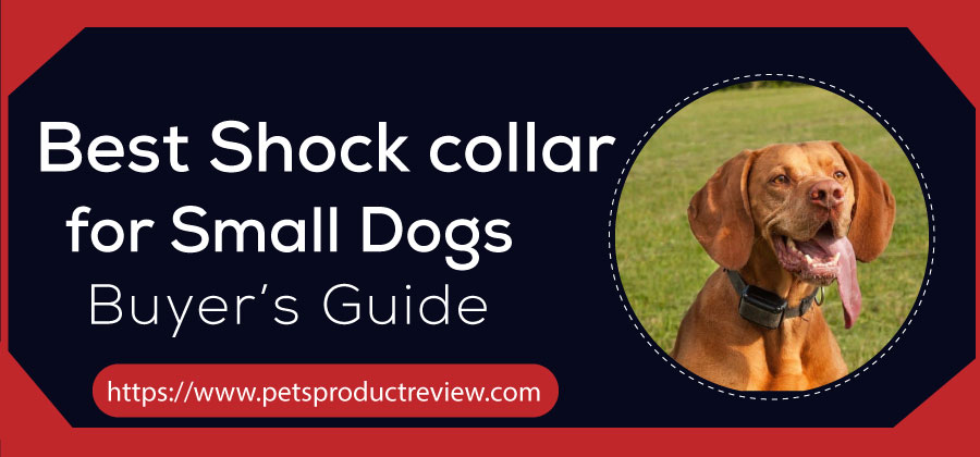 Best Shock Collars for Small Dogs
