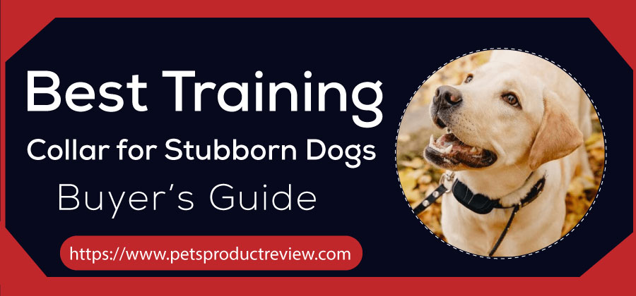 Best Training Collar for Stubborn Dogs